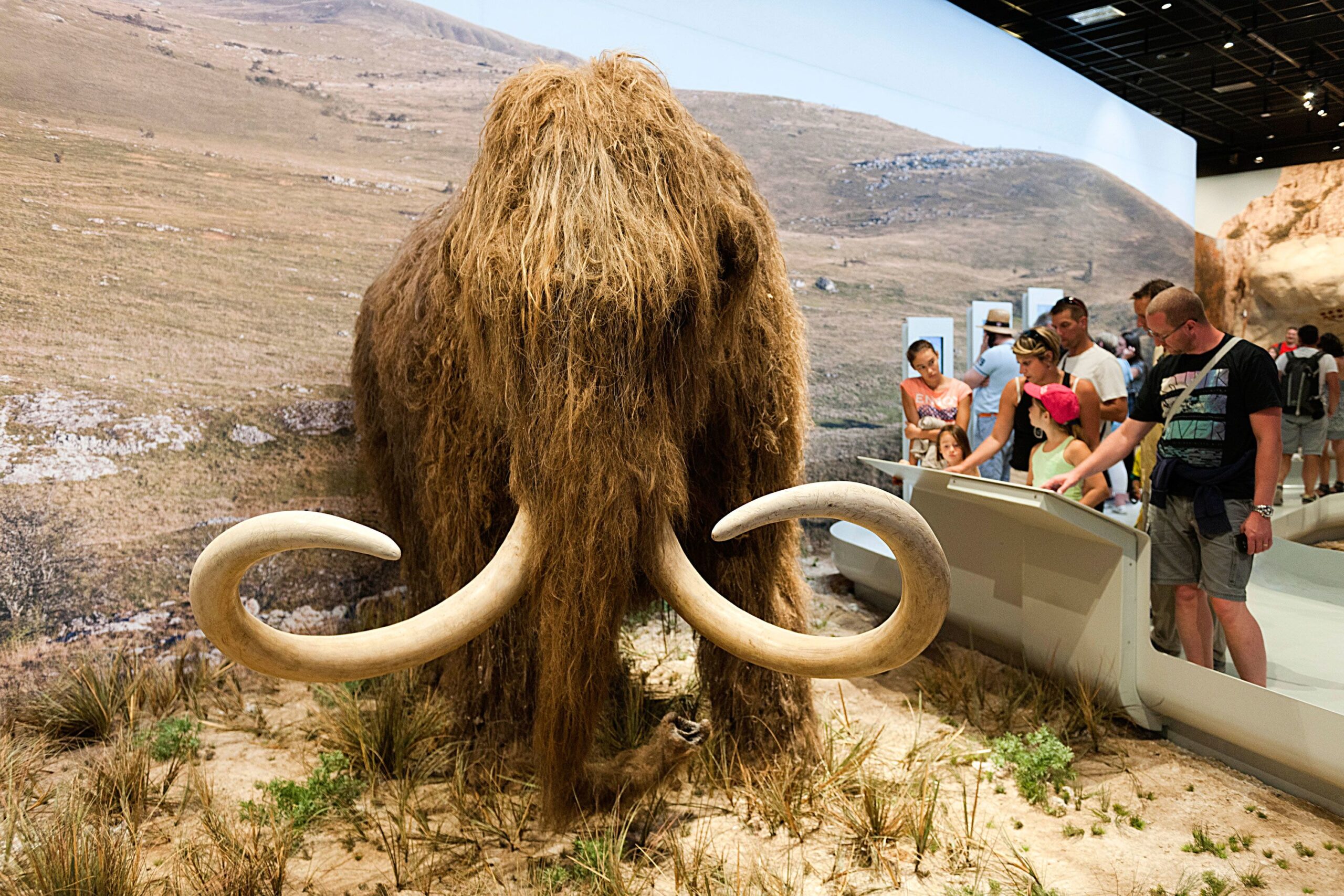 Are Scientists Trying to Bring Back the Mammoth?